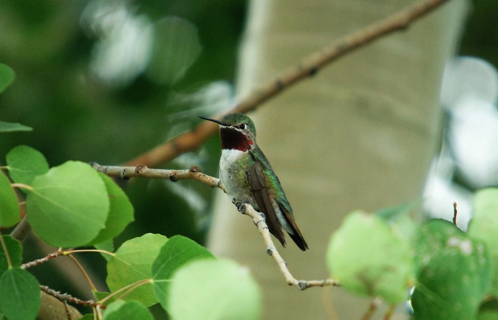 Hummingbird, Broad-tailed, 2006-08092723 Grand Lake, CO.JPG - Broad-tailed Hummingbird, Grand Lake, CO, 8-2006